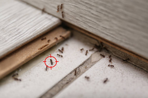 Pest Control for Restaurants in Olla, LA