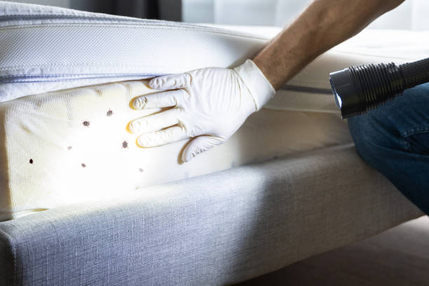 Best Best Pest Control Companies  in Ol, LA